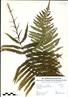 藏品(假毛蕨)的圖片